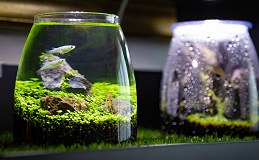 水草が育つ水槽