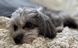 ラグでくつろぐ犬